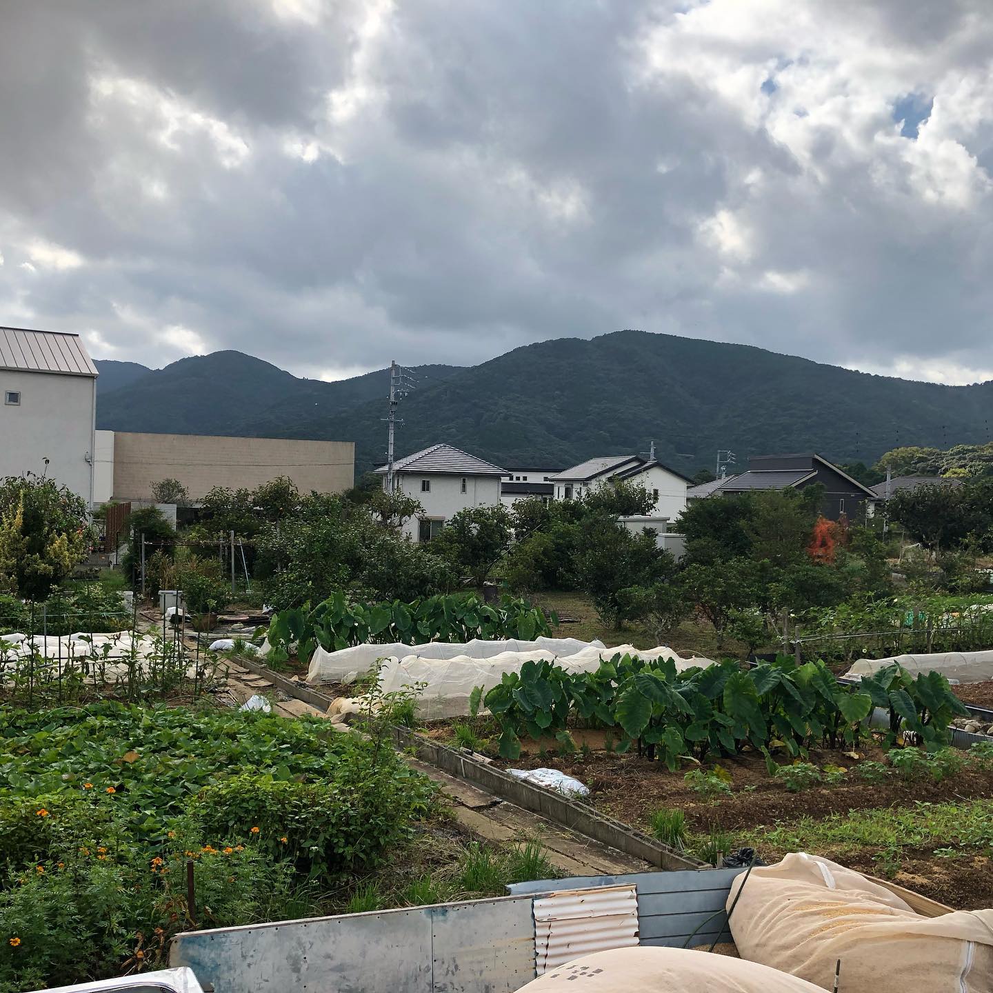 五十鈴中学校通学路
