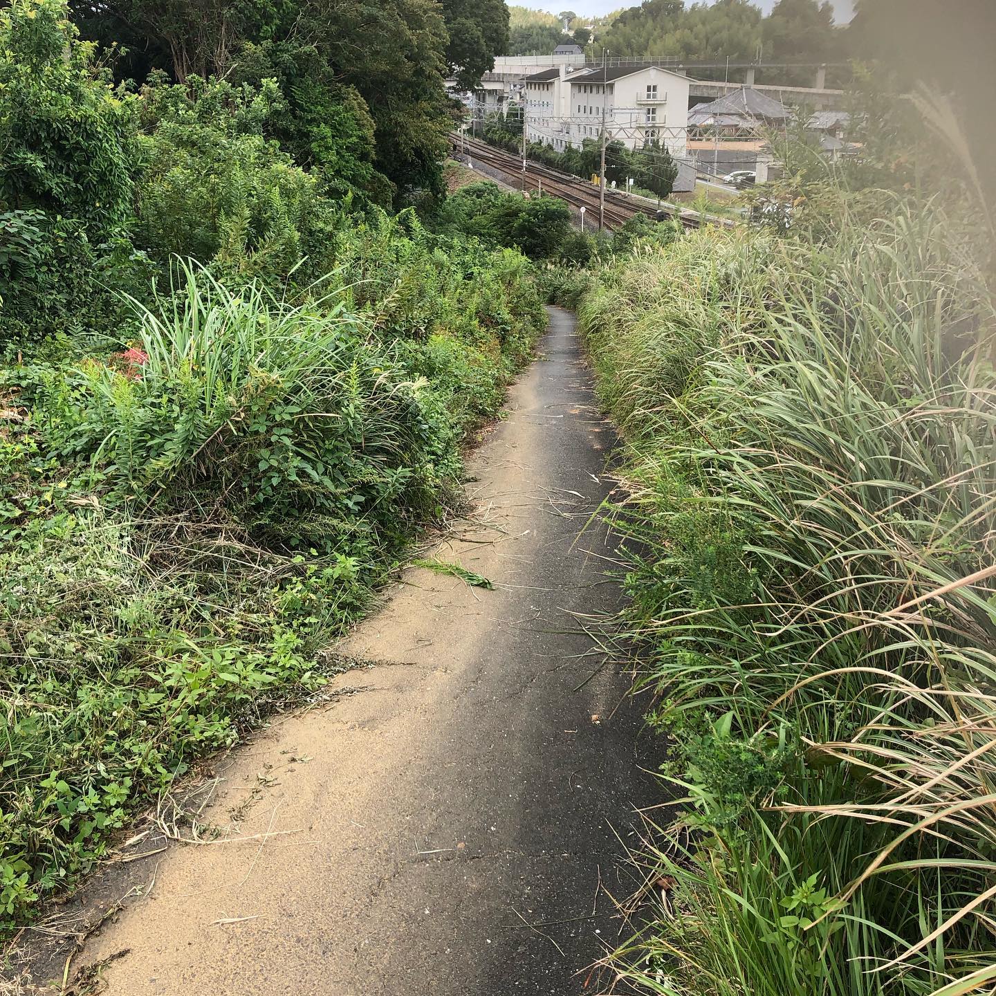 五十鈴中学校通学路