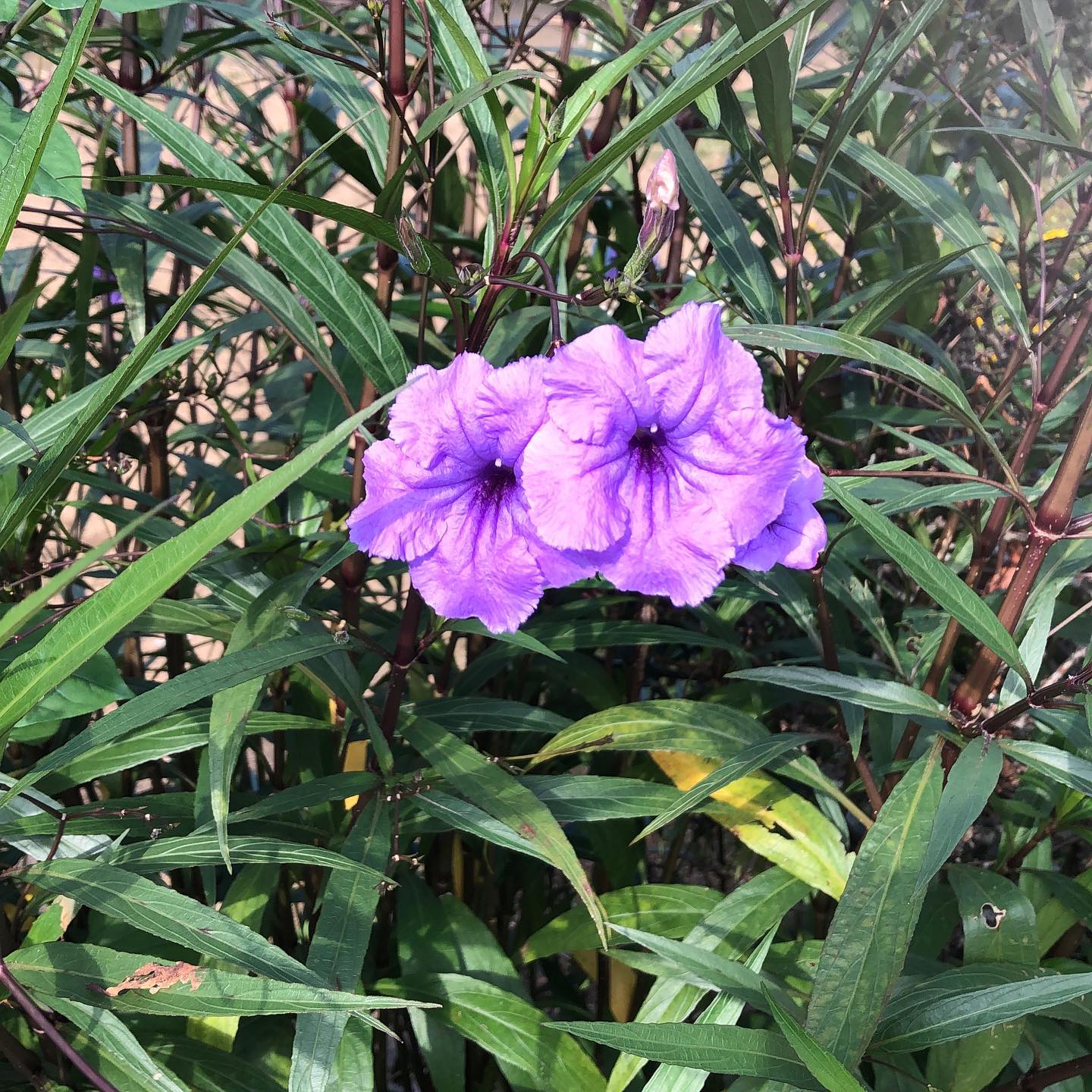 紫伊勢花火(ムラサキイセハナビ)