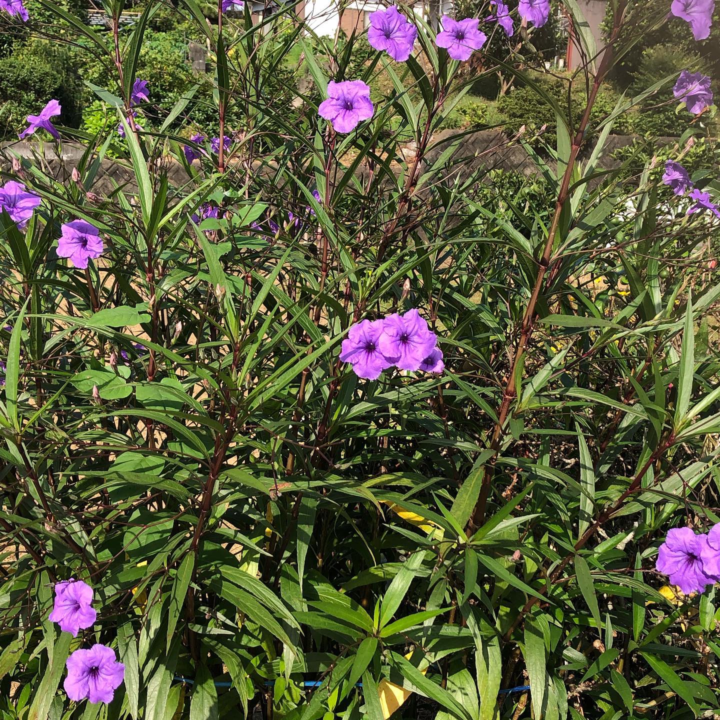 紫伊勢花火(ムラサキイセハナビ)