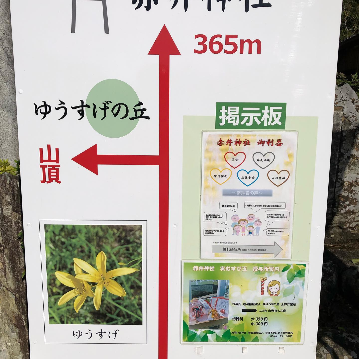 ユウスゲの丘